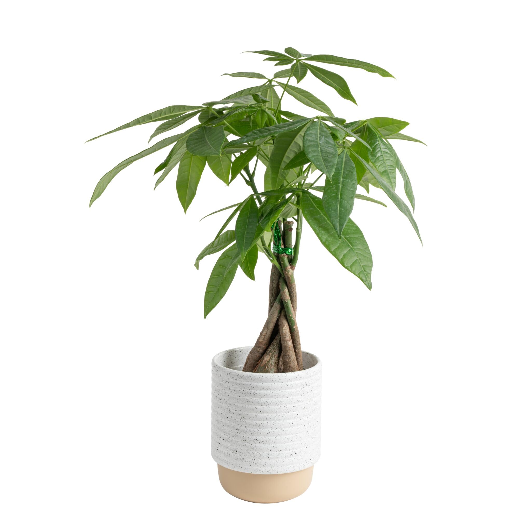 Costa Farms Money Tree Live Plant