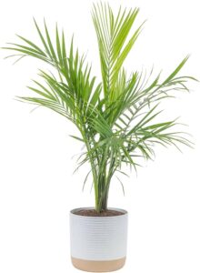 Costa Farms Majesty Palm Live Plant