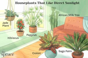 Do Indoor Plants Need Direct Sunlight?