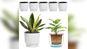 Best Indoor Plants for Self-Watering Pots to Brighten Your Space