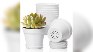 Best Indoor Plants for Small Pots: Top Picks for Stylish Greenery