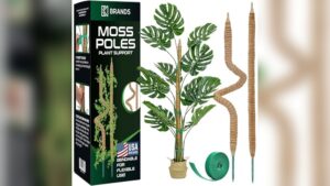 Best Moss Pole Options for Supporting Your Indoor Climbing Plants