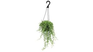 Best Plants for Indoor Hanging Planters to Brighten Your Space