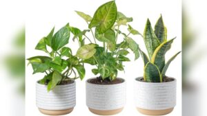 Best Plants for Indoor Pots: Top Air-Purifying Houseplants to Buy