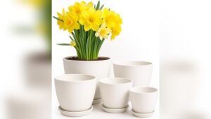 Best Pot for Indoor Plants: Top Stylish and Functional Planters Reviewed