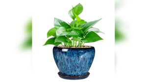 Best Pot for Snake Plant Indoor: Stylish Ceramic and Modern Planter Picks