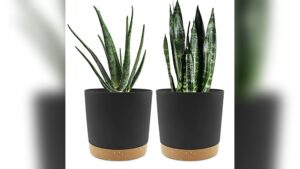 Best Pots for Snake Plants Indoors: Top Durable and Stylish Choices