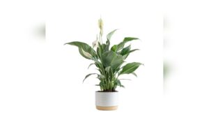 Best Potted Indoor Plants for Stylish and Air-Purifying Home Decor