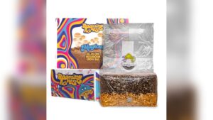 Best Psilocybin Mushroom Grow Bags for Easy and Bountiful Harvests