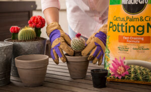 Best Plant Soil For Indoor Plants