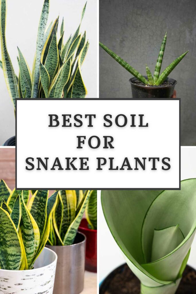 Best Soil For Snake Plant Indoor