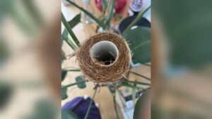 Best Way to Keep Moss Pole Moist​: Expert Tips for Lush Growth