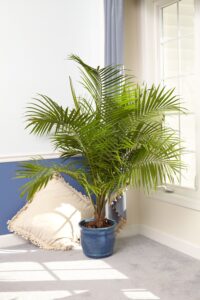 How Do You Take Care Of Indoor Palm Plants