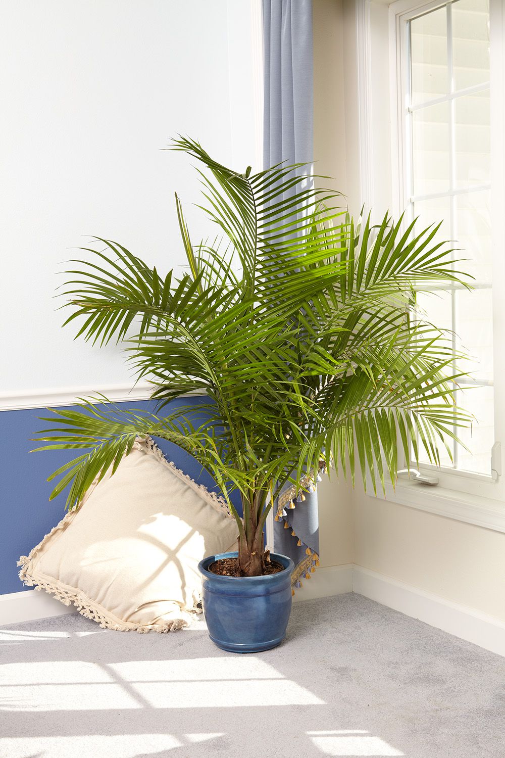 How Do You Take Care Of Indoor Palm Plants