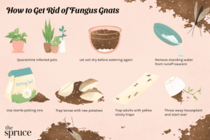 How To Get Rid Of Bugs On Indoor Plants Soil