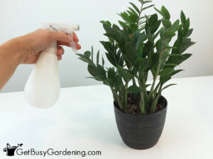 How To Get Rid Of Bugs In Indoor Plant Soil
