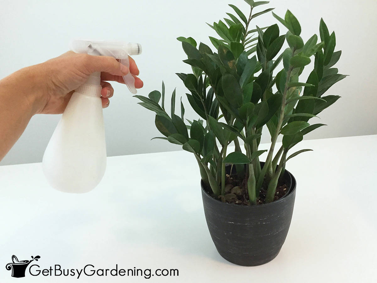 How To Get Rid Of Bugs In Indoor Plant Soil