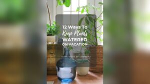 How Do You Keep Plants Watered While on Vacation