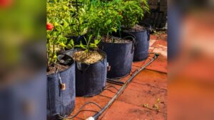 How Long Do Grow Bags Last: Ultimate Guide to Durability & Care