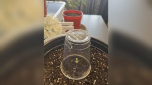 How Long Should I Keep Humidity Dome on Seedlings: Expert Tips to Prevent Disease