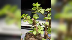 How Often Do Jade Plants Need to Be Watered: Essential Care Tips