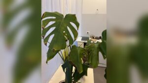 How Often Do Monstera Plants Need to Be Watered