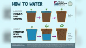 How Often Do Plants Need to Be Watered