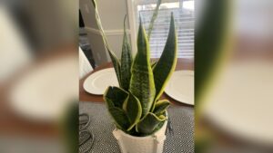 How Often Do Snake Plants Need to Be Watered