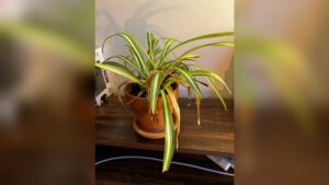 How Often Does a Spider Plant Need to Be Watered