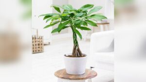 How Often Does Money Plant Need Watering
