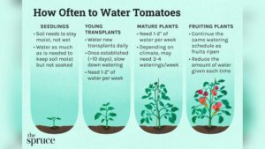 How Often Does Tomato Plants Need Watering