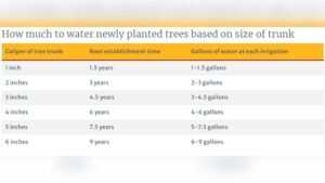 How Often Should a Newly Planted Tree Be Watered