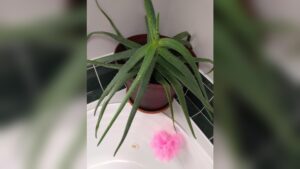 How Often Should an Aloe Plant Be Watered: Expert Tips Revealed