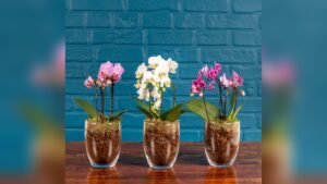 How Often Should an Orchid Plant Be Watered