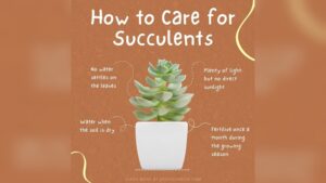 How Often Should Cactus Plants Be Watered: Expert Tips Revealed