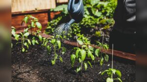 How Often Should Pepper Plants Be Watered