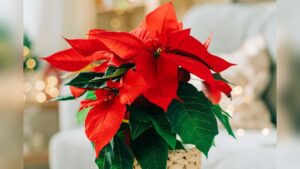How Often Should Poinsettia Plants Be Watered: Ultimate Care Guide