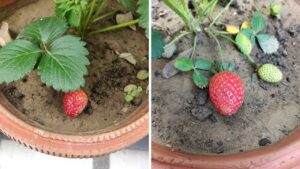 How Often Should Strawberry Plants Be Watered