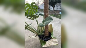 How to Attach Monstera to Moss Pole: Easy Steps for Lush Growth