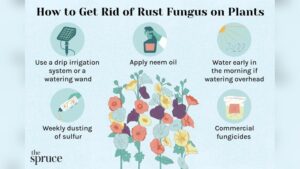 How to Avoid Mold And Disease When Watering Plants