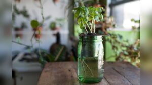 How to Create a Self Watering Planter: Easy Steps for Thriving Plants