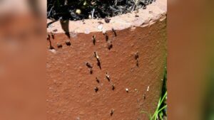 How to Get Rid of Ants in Indoor Potted Plants