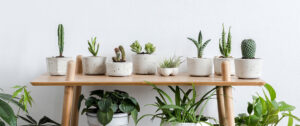 How To Properly Care For Indoor Plants