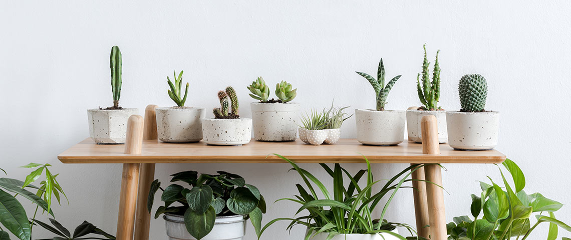 How To Properly Care For Indoor Plants
