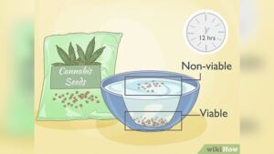 How to Grow a Pot Plant from a Seed Indoors