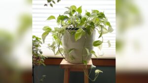 How to Grow a Pot Plant Indoors: Easy Tips for Thriving Greens