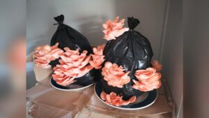 How to Grow Mushrooms in a Grow Bag: Easy Steps for Success