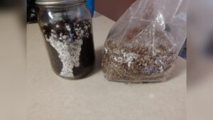 How to Keep Mushroom Grow Bags Warm: Expert Tips for Success