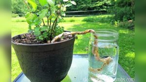 How to Keep My Plants Watered While on Vacation: Easy Tips