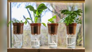 How to Keep Plants Watered While Away: Easy Tips for Healthy Greens